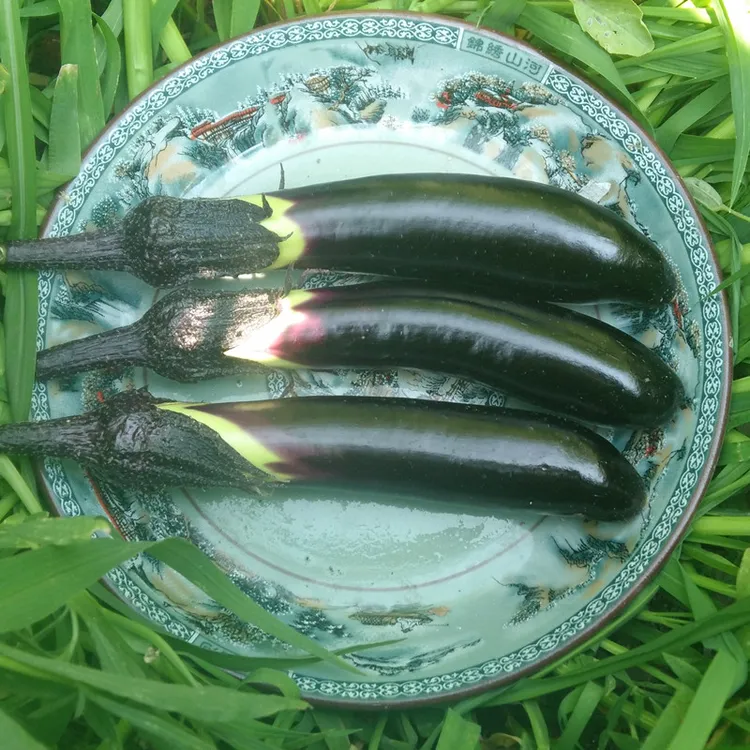 东北紫茄子本地新鲜茄子农家紫嫩茄子露天采摘小笨茄子蔬菜 4斤