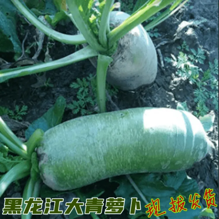 蔬菜新鲜大青萝卜东北黑龙江绿瓤绊倒驴萝卜沙窝萝卜现拔 5斤装