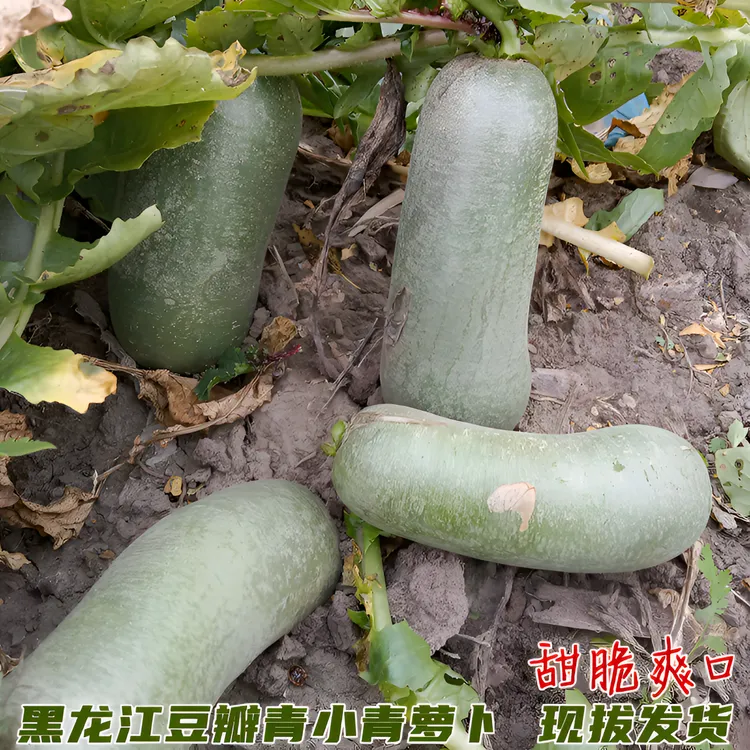 黑龙江蔬菜新鲜小青萝卜 东北豆瓣青小萝卜嫩绿皮脆5斤装10斤装