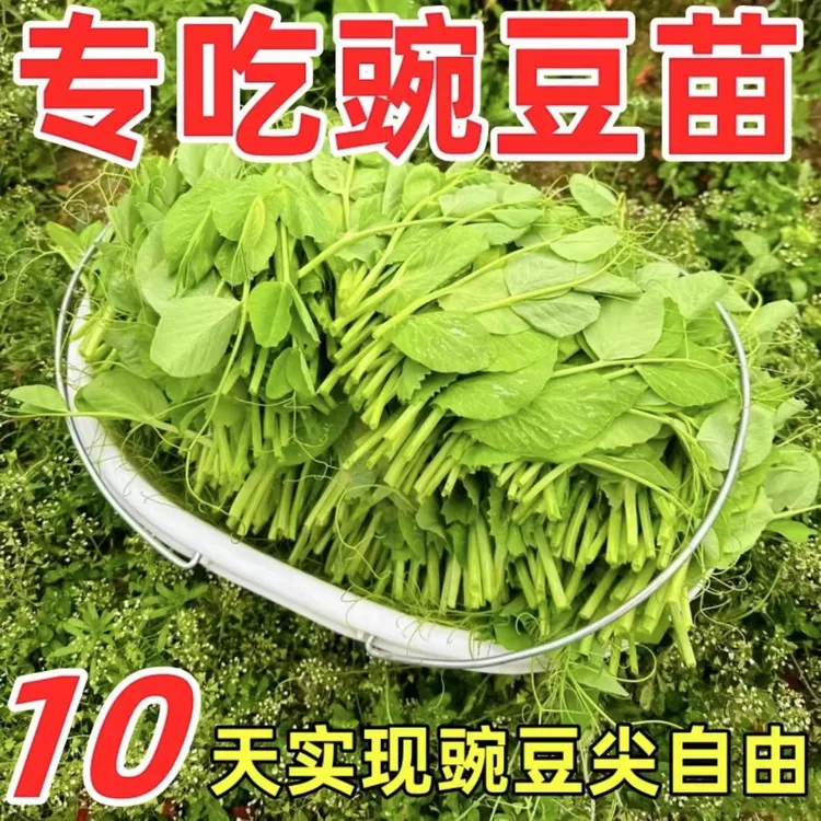 无须豌豆苗种子家庭自种可水培蔬菜种子1