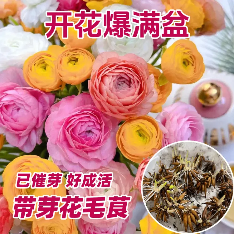 【带芽花毛茛】重瓣洋牡丹种球新手懒人易种植庭院盆栽花卉