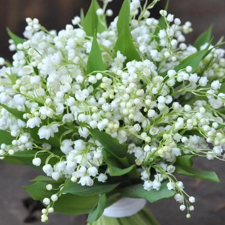 纯洁铃兰芽多年生草本花卉室内阳台庭院盆栽绿植开花