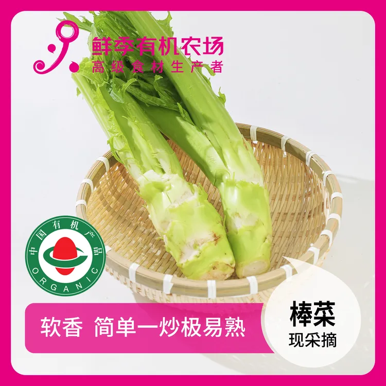 鲜季全自产 有机棒菜500克 现采摘   现采摘 顺丰空运直达