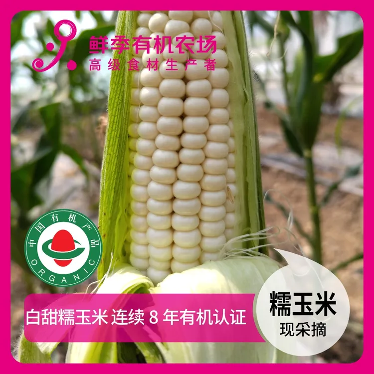 鲜季全自产 有机白甜糯玉米 500克 鲜采摘/空运