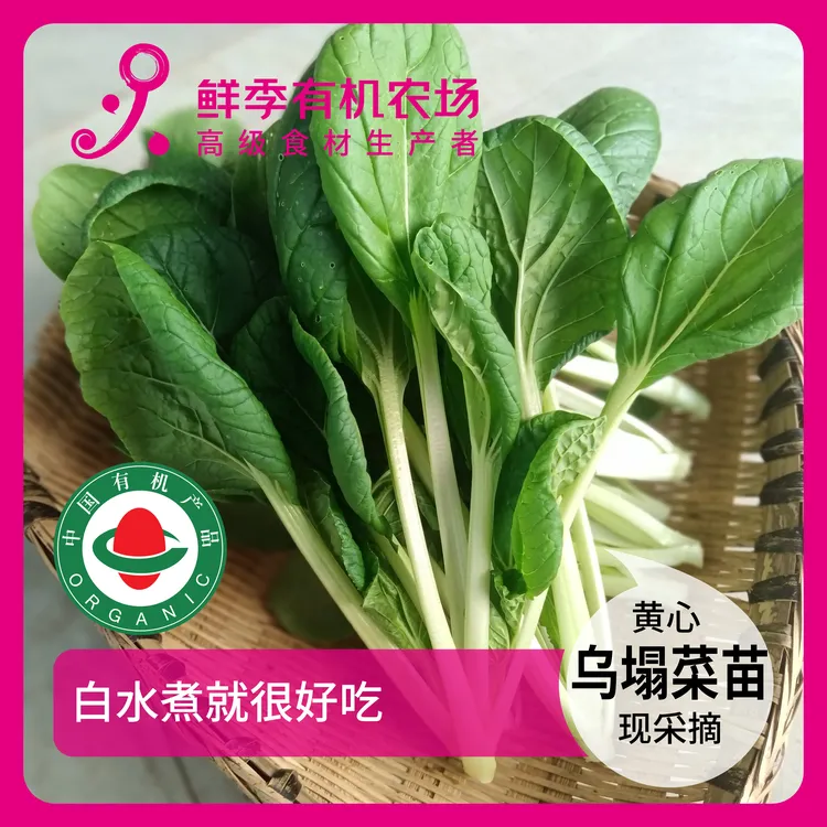 鲜季全自产 有机黄心乌塌菜苗 300克 有机认证 现采摘 顺丰空运