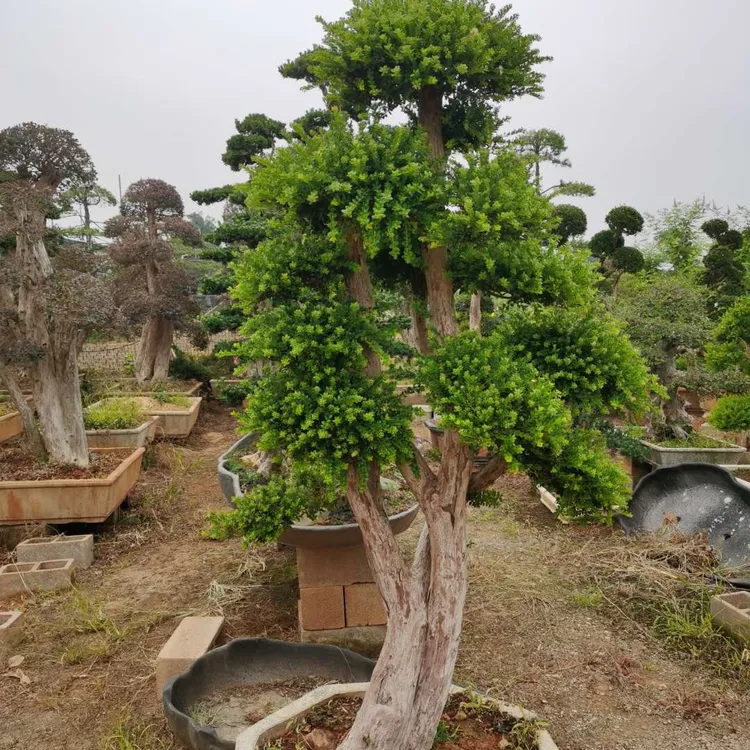 一物一拍红花檵木原生红芽小叶赤楠老桩盆景罗汉松基地直销