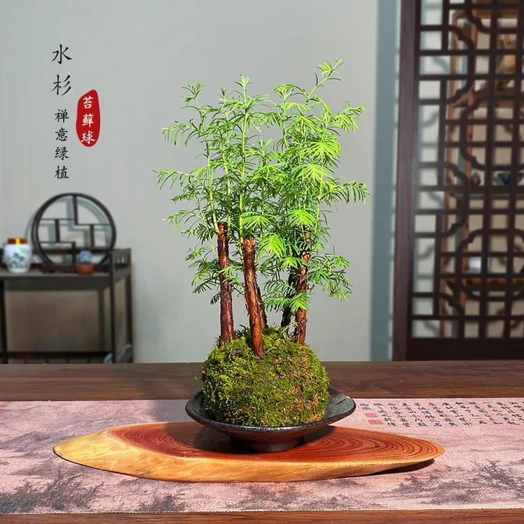 【宏展】水杉苔藓球小森林喜水耐阴
