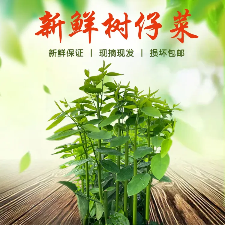 树仔菜益肝菜海南野菜天绿香潮汕树菜食用农产品生鲜脆口1斤起