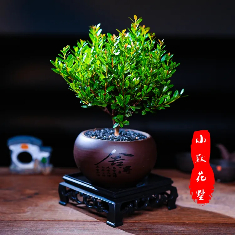 小默花墅小叶赤楠带盆室内盆栽盆景15公分花卉绿植