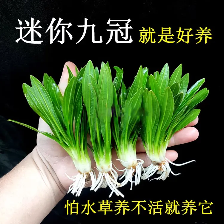皇冠水草迷你九冠大叶绿九冠鱼缸水草植物阴性新手懒人造景真草