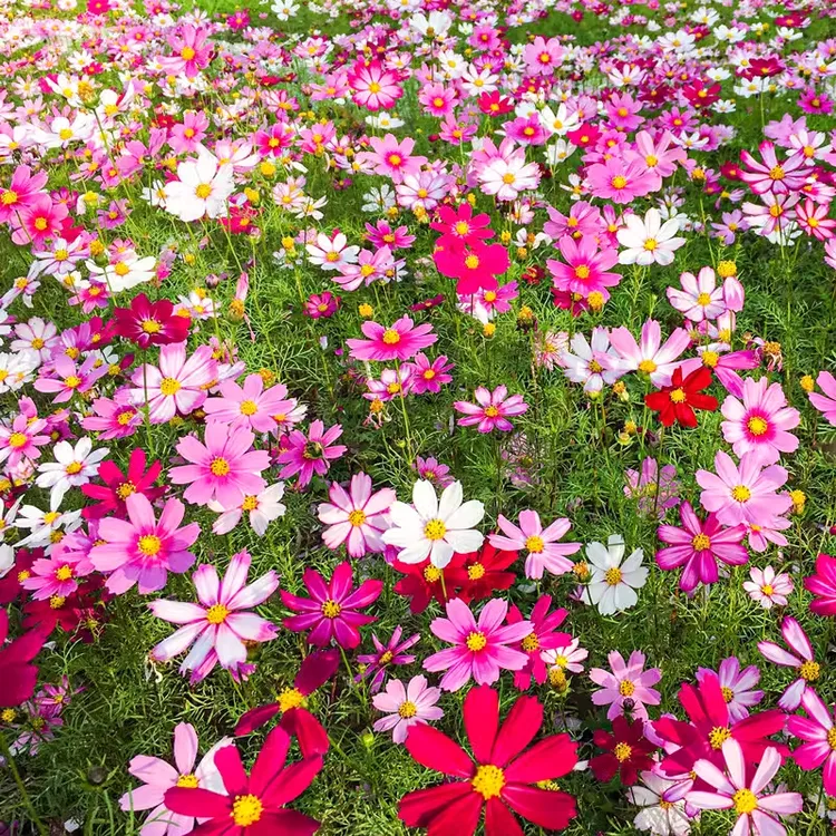 波斯菊花种子四季播种开花易活花籽格桑花种籽子庭院野花组合种孑