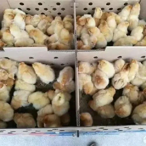 小鸡麻鸡九斤红三黄鸡土鸡黑土鸡宠物用品鸟笼