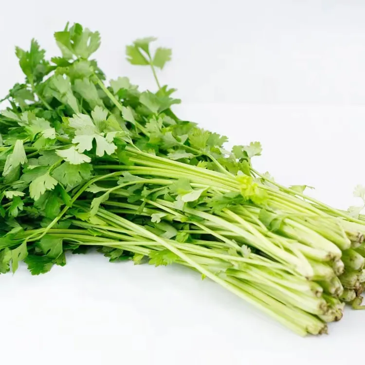 【顺丰冷链】云南新鲜小香芹芹菜现摘现发炒肉炒菜好吃