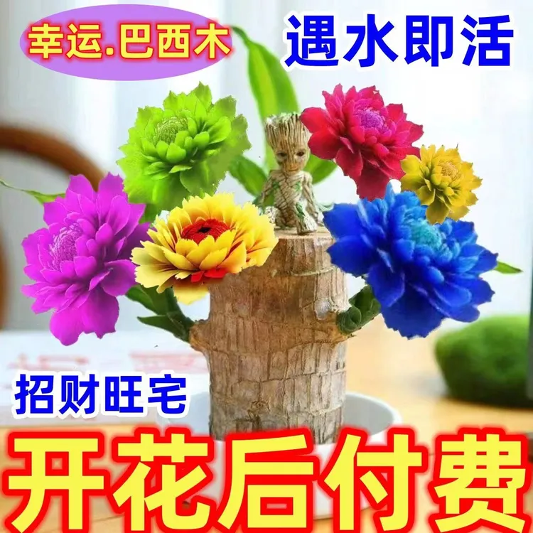 【幸运巴西木】无根开花水养驱蚊常青室内桌摆办公室绿植好养盆栽