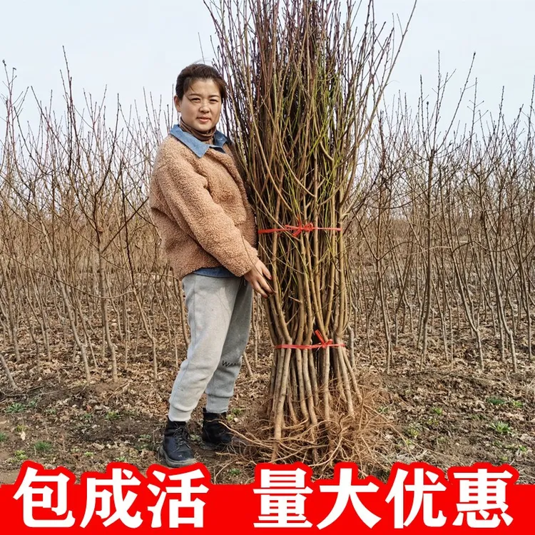 新品种嫁接桃树果苗黑皮158金蟠99地栽南方北方种植蟠桃血桃油桃