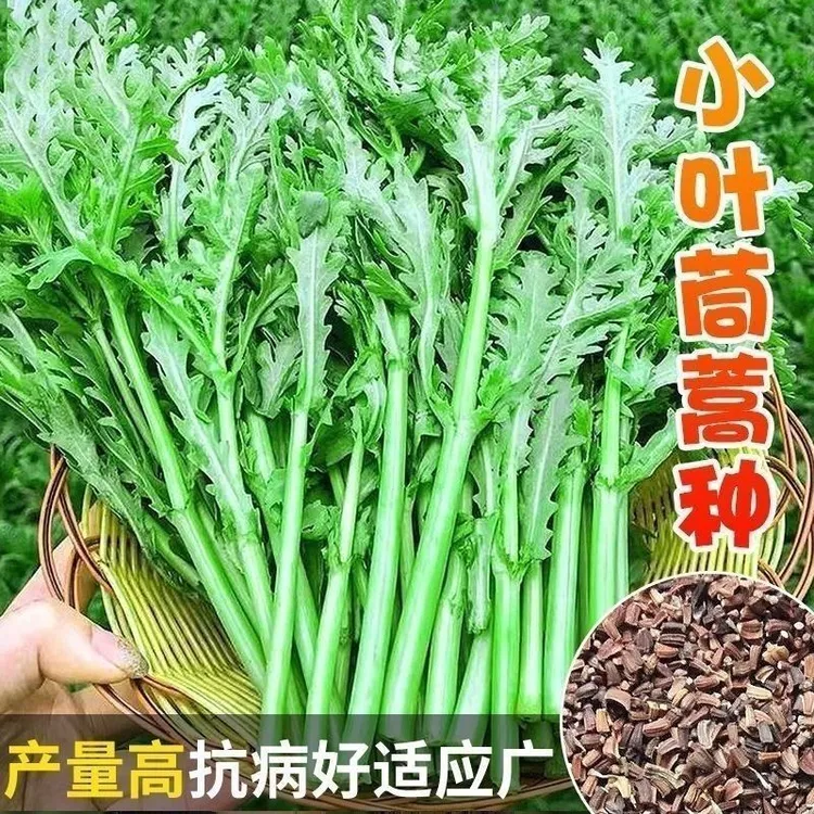 （拍2发3）茼蒿种子小叶茼蒿光杆茼蒿大叶茼蒿种子阳台庭院种植