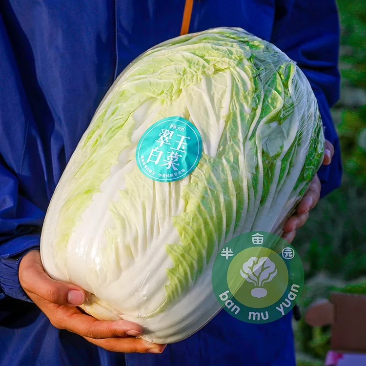 半亩园2颗装新疆半亩园有机翠玉白菜8斤±200g（成都/新疆发货）