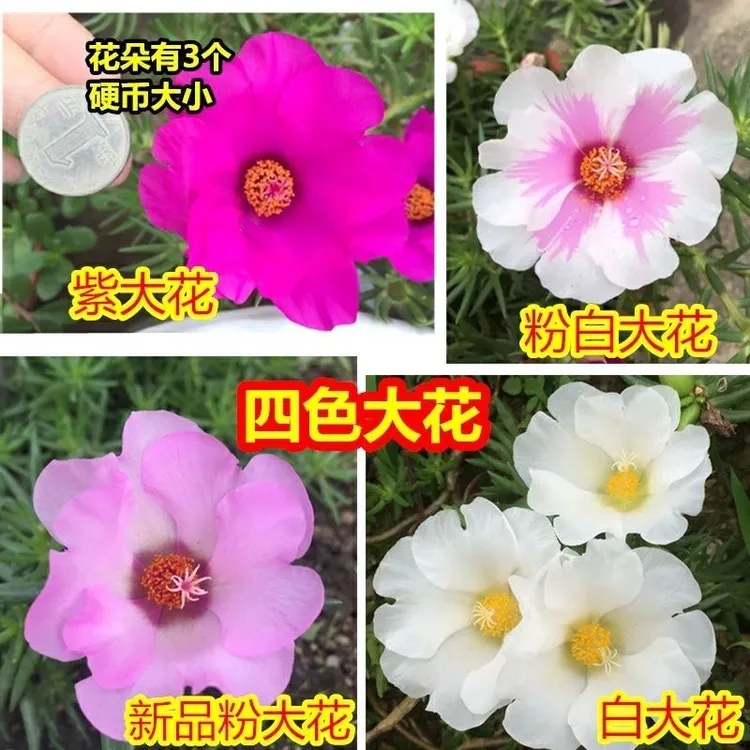 松叶单瓣大花宿根多年生太阳花苗盆栽混色绿植四季开花带花苞发货