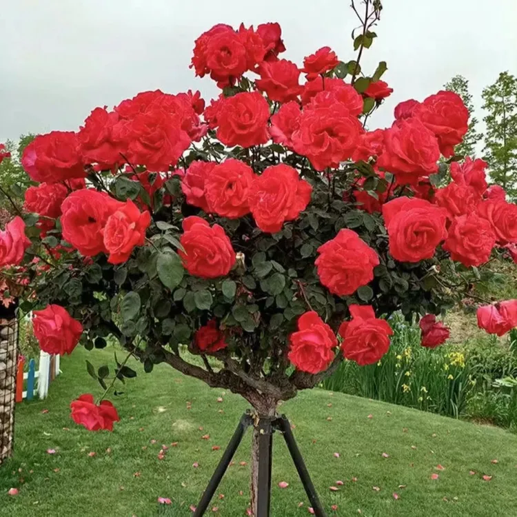 国月浓香型大花树月季阳台树月季花量多花期绿植长【一物一拍】