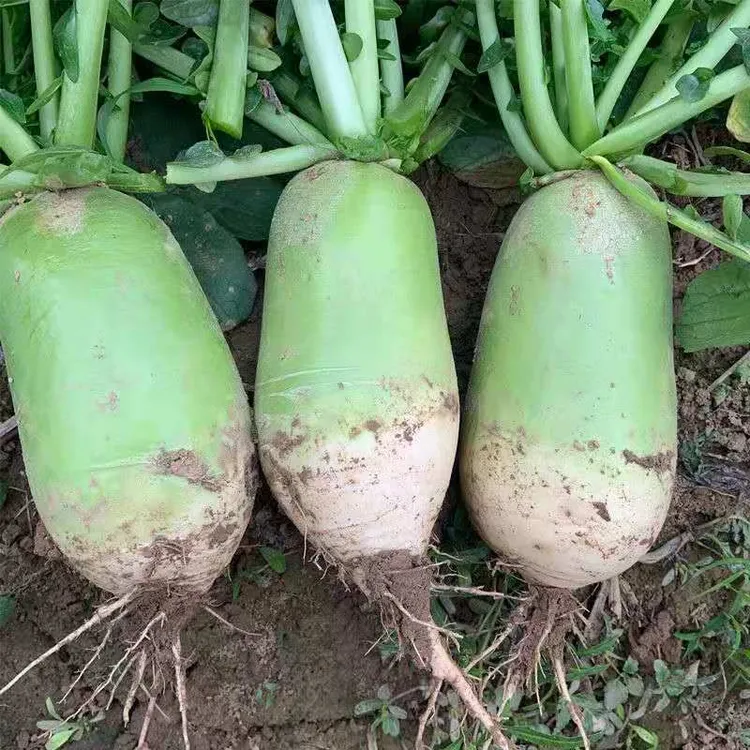 【非水果萝卜】河南新鲜老品种青萝卜白萝卜农家自种带泥产地现挖