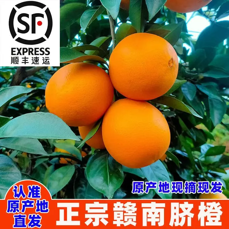 【顺丰发货】江西正宗赣南脐橙果园现摘现发香甜可口脆嫩多汁