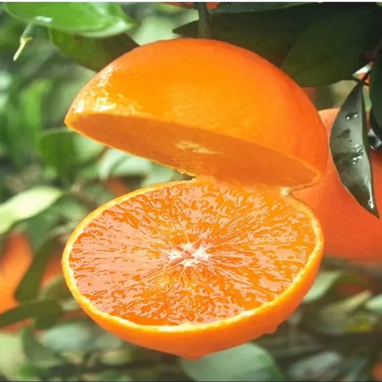 四川爱媛38号果冻橙产地果园现摘新鲜直发皮薄肉厚汁水多无核化渣