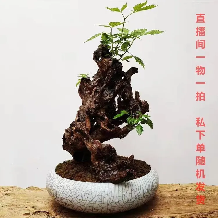 【黄荆老桩】黄荆老桩盆景生桩绿植适应阳台庭院办公室景观桩绿植桩