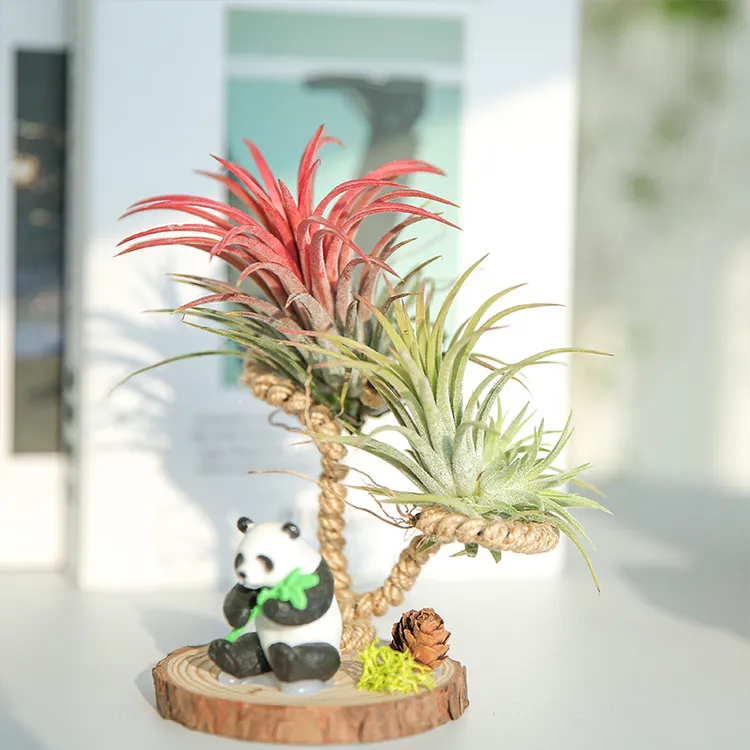 空气凤梨 大熊猫桌摆组合（红+绿）美观植物