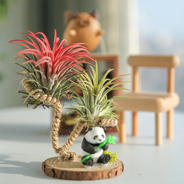 空气凤梨大熊猫桌摆组合日常童趣养护（红精灵＋绿精灵）
