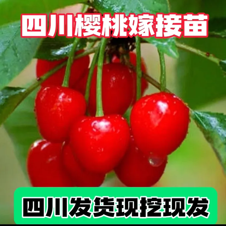 玛瑙红樱桃树苗大红灯车厘子树苗红妃樱桃嫁接苗乌克兰樱桃树苗