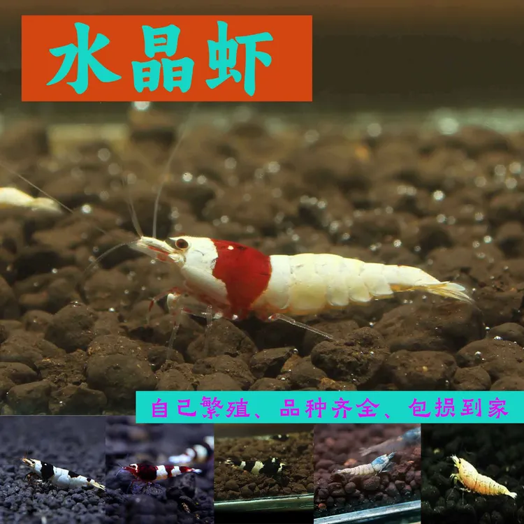 包邮鲜活淡水红白黑白发货活体观赏虾熊猫黑金刚酒红水晶虾