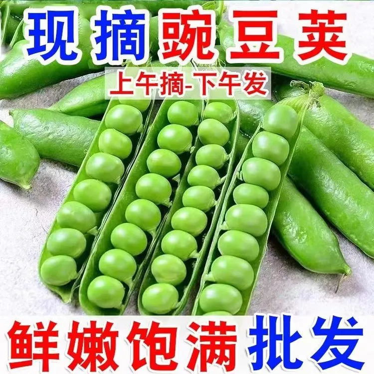 河南新鲜豌豆当季带壳青豌豆荚脆甜生荷兰豆现摘现发蔬菜批发5斤