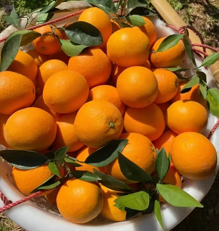 正宗赣南脐橙原产地，原汁原味，孕妇，小孩都能放心吃水果