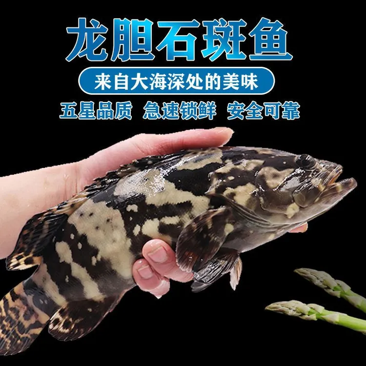 龙胆石斑鱼鲜活急冻珍珠斑石斑鱼特大新鲜大石斑石斑鱼新鲜鲜活大