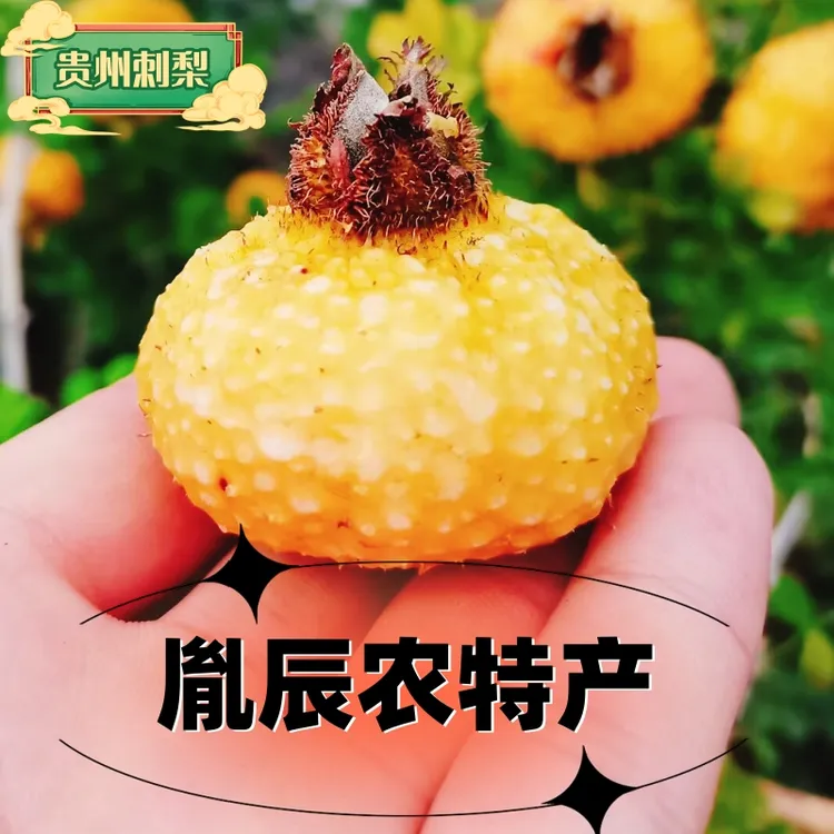 1现货特野生泡酒做果干皮薄品质美味发货香甜新鲜特产食用清热