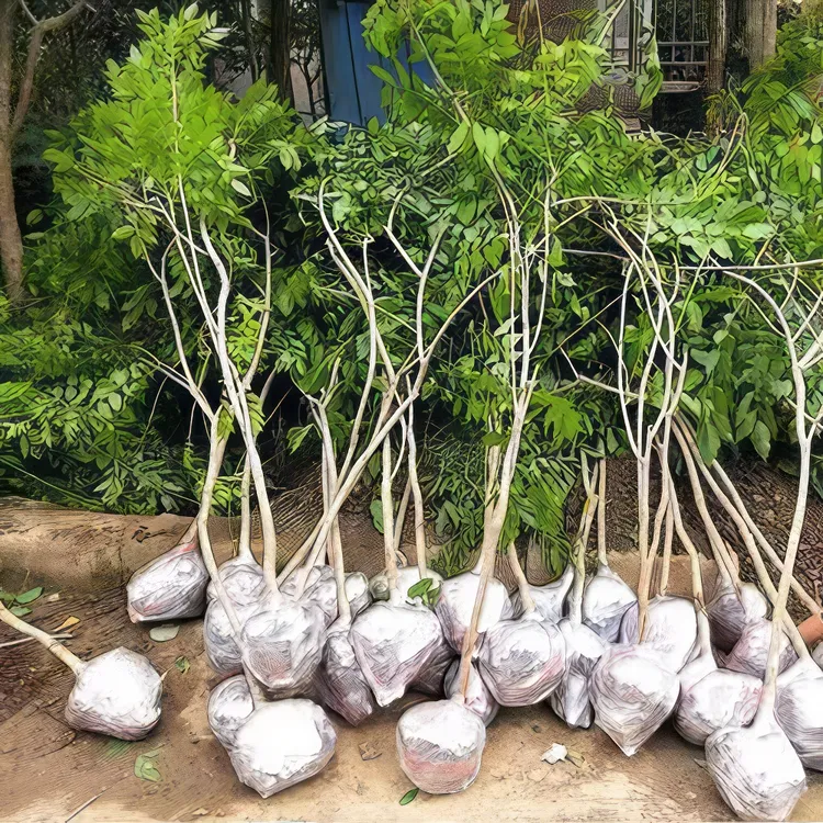 紫藤花树苗爬藤植物盆栽庭院阳台室外四季开花攀爬多花紫藤萝耐寒