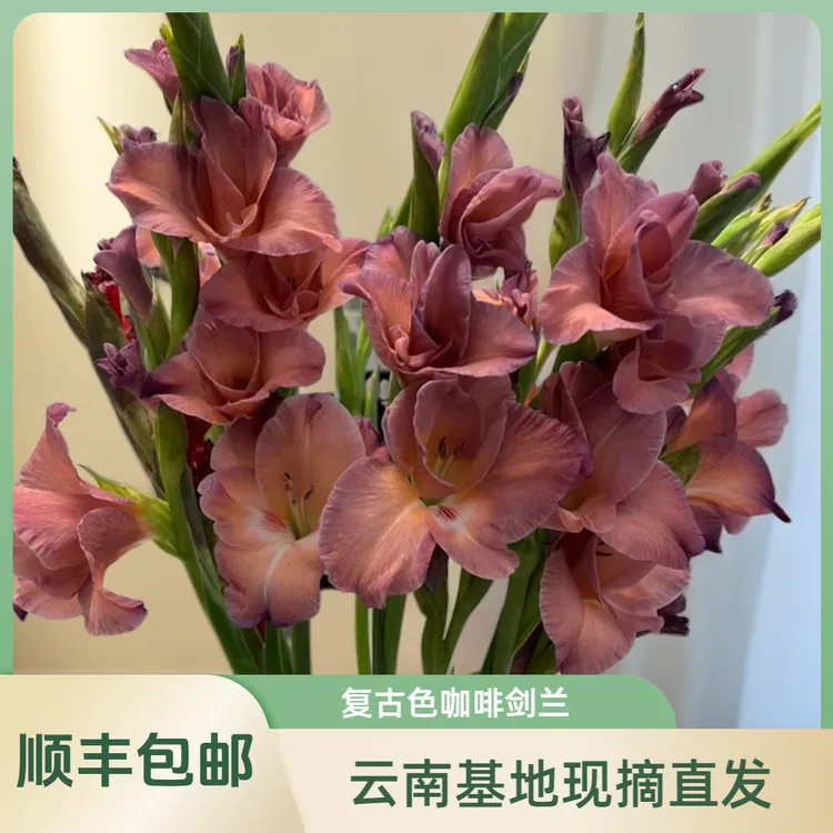 【花喜甄选】复古咖啡剑兰鲜花云南基地直发插水养家庭插花顺丰包邮