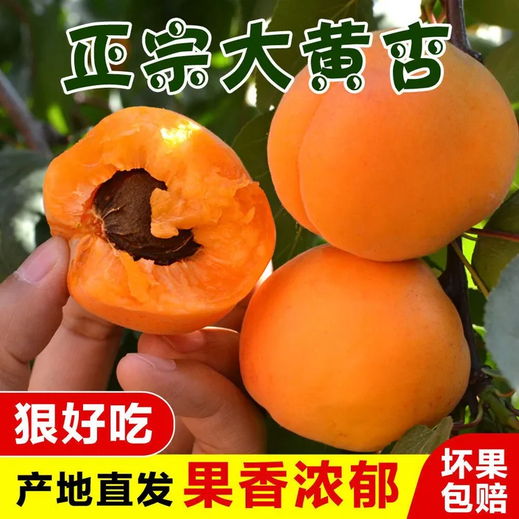 露天微黄杏子新鲜杏酸脆半青半黄大酸杏酸脆杏子酸杏子鲜果酸水果