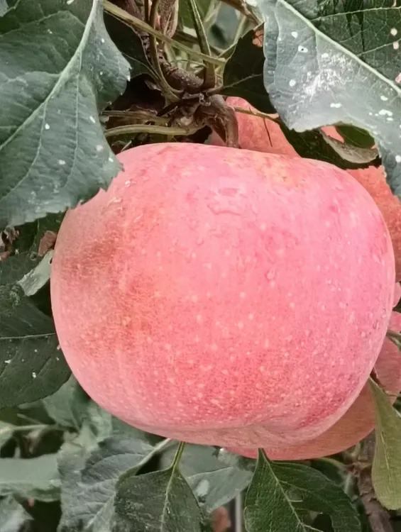 太行山红富士苹果精选半斤以上大果9个     脆甜多汁   送礼佳品