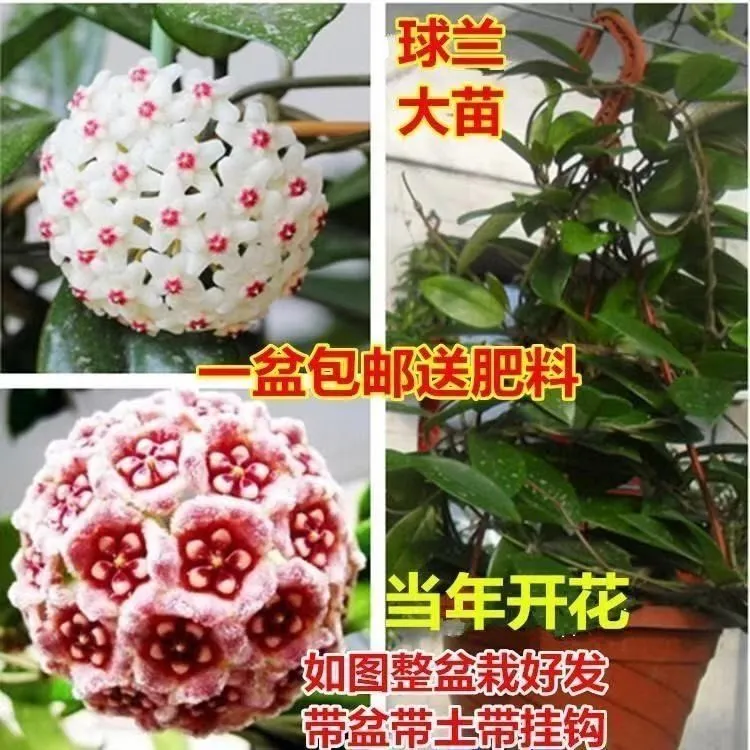 【韩姐专属】四季球兰盆栽球兰花大苗球形花卉室内室外爬藤花卉吊兰