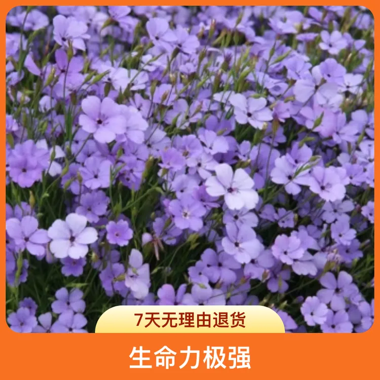 麦仙翁花种春季播月耐寒冷且不怕热生命力极强