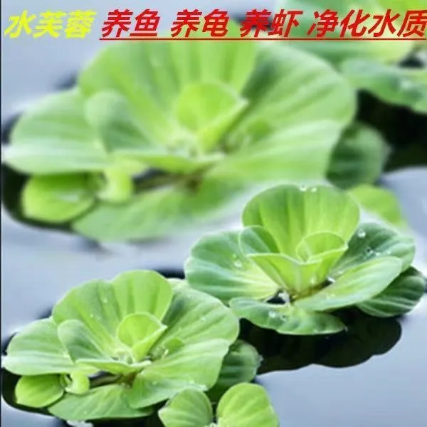 水草缸牡丹萍水芙蓉苗水培植物水养草池塘种植鱼缸造景净化水质