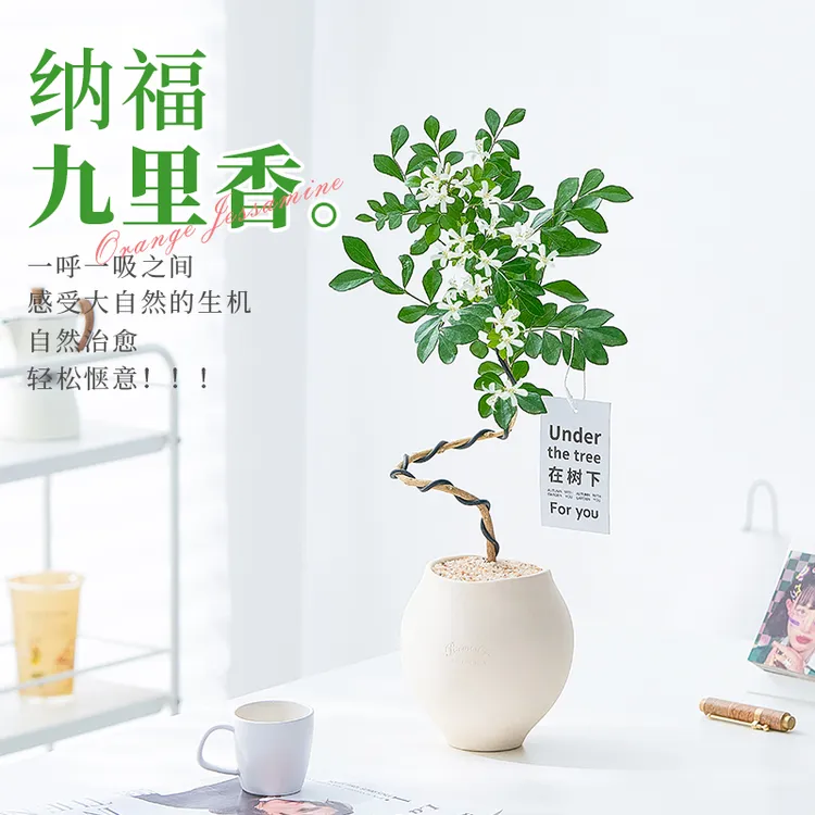 造型九里香盆栽客厅办公室内桌面绿植摆件情绪稳定花卉植物好养活