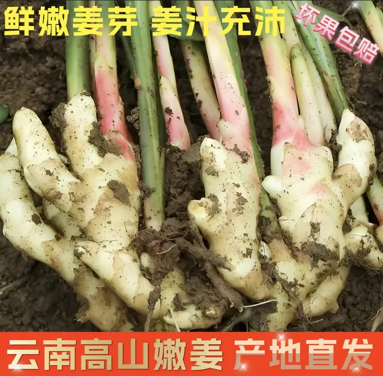 云南高山新鲜嫩姜产地直发