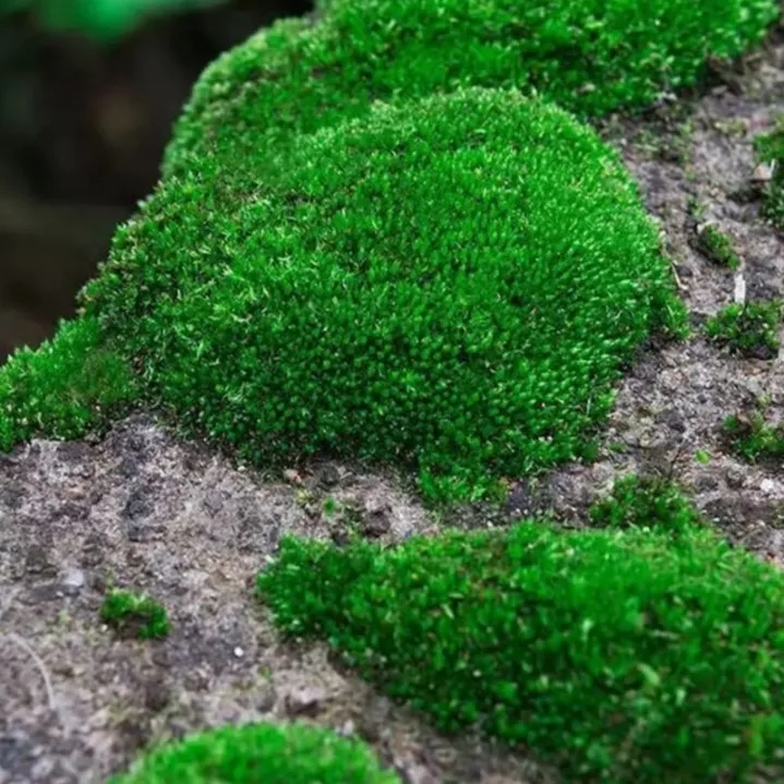 苔藓花卉绿植苔藓粉盆栽造景植物苔藓粉雨林缸水陆缸鲜活青苔石