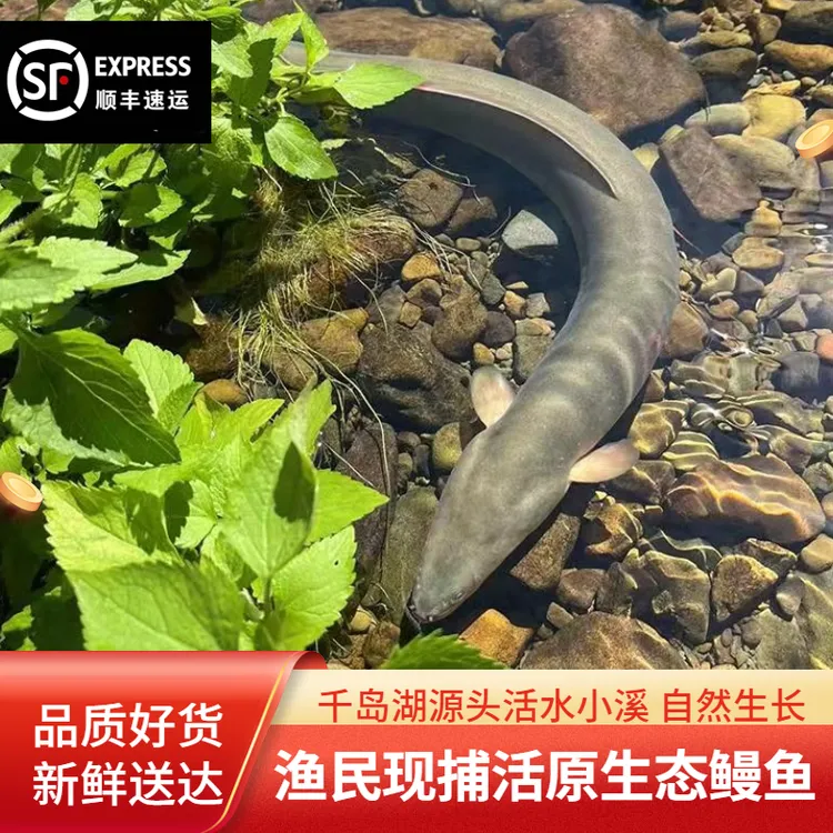 千岛湖原生态养殖鳗鱼大鱼现捕现发顺丰鲜活1.5斤-5斤