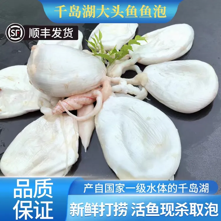 千岛湖胖头鱼 鱼泡 鱼瞟 鱼胶 活鱼现杀冰鲜顺丰包邮2斤起发 鱼泡