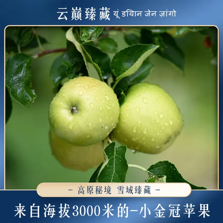 【云巅秘藏】高原小金冠苹果 连皮都好吃的藏地青苹果 酸甜可口味浓