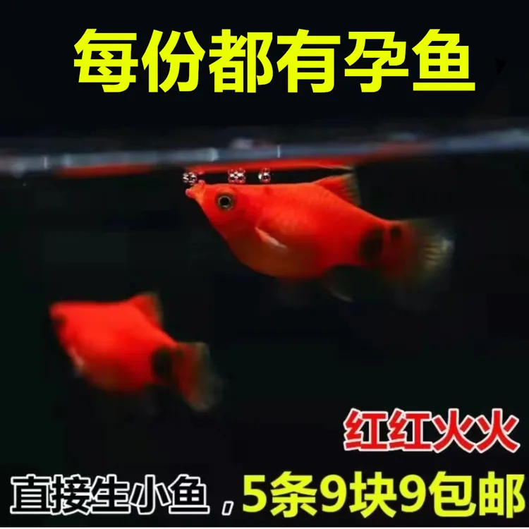 米奇每份都有怀孕的 胎生鱼 直接生小鱼 新手鱼 皮球鱼玛丽球好养