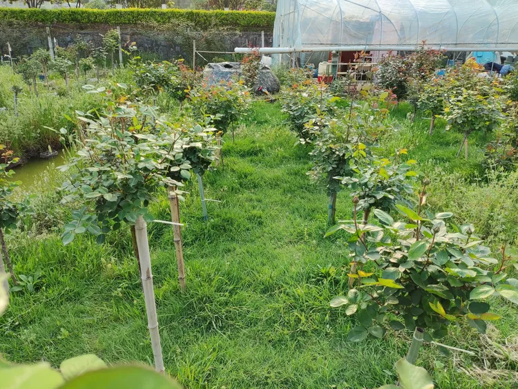 草坪剪股颖高档草籽耐寒耐践踏（草籽一但签收，拒绝退货）